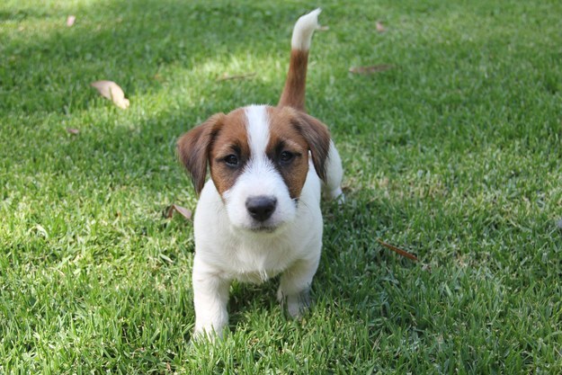 Hayatı Anlamaya Çalışan 18 Meraklı Yavru Köpek 11